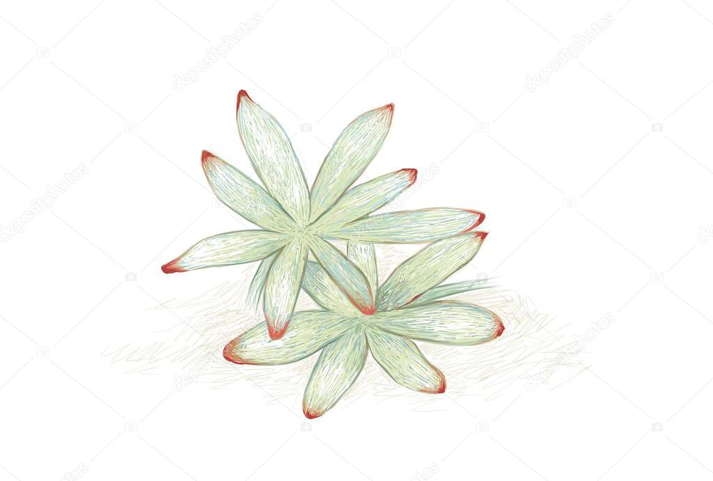 Illustration Hand Drawn Sketch of Graptosedum or Darley Sunshine. A Succulent Plants for Garden Decoration