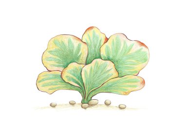 Kalanchoe Luciae, Klapjack ya da Paddle Plant 'in çizdiği çizim. Bahçe Dekorasyonu İçin Sulu Bitkiler