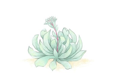 Echeveria Runyonii veya Topsy Turvy 'nin çizimi. Bahçe Dekorasyonu İçin Sulu Bitkiler