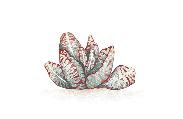 Illustrazione Schizzo Disegnato Mano Kalanchoe Humilis Desert Surprise Una Pianta — Vettoriale Stock