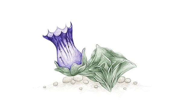 Ilustrace Ručně Kreslený Náčrt Gentiany Urnulové Succulent Rostliny Pro Zahradní — Stockový vektor