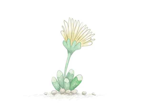 Ilustración Dibujado Mano Fenestraria Rhopalophylla Baby Toes Con Flor Amarilla — Vector de stock