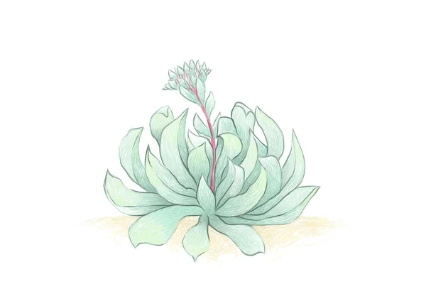 Рисунок Эчеверии Руньони Топси Турви Суккулентные Растения Украшения Сада — стоковый вектор
