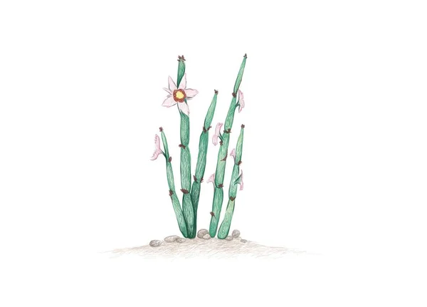 Illusztráció Kézzel Rajzolt Vázlat Euphorbia Antisyphilitica Candelilla Vagy Viasz Növény — Stock Vector