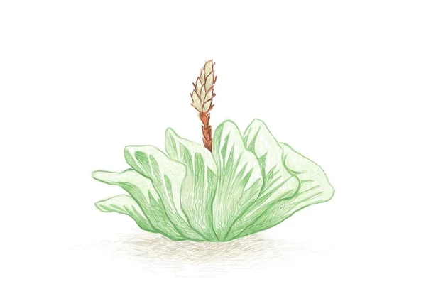 Illusztráció Kézzel Rajzolt Vázlat Haworthia Truncata Vagy Lófogak Virággal Succulent — Stock Vector