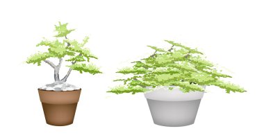 Two Bonsai Tree in Flower Pot on White Background clipart