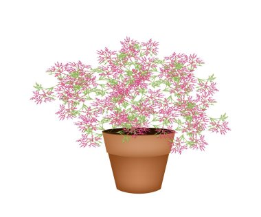 Çok güzel pembe çiçekli bitkiler çiçek tencerede