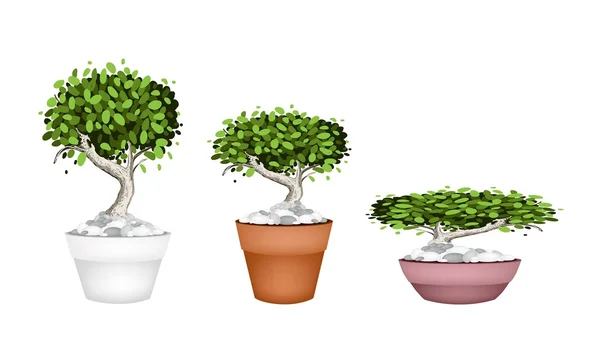 Ensemble de bonsaï dans des pots en céramique — Image vectorielle