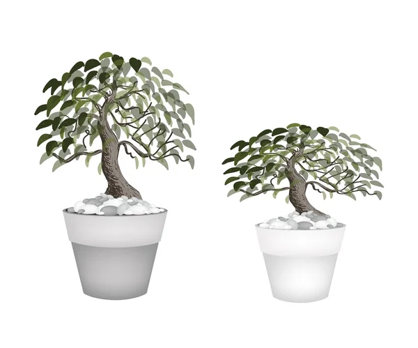 Bir çiçek tencerede iki güzel Bonsai ağacı — Stok Vektör