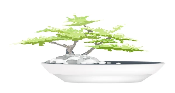 A Bonsai fa, virág pot fehér háttér — Stock Vector