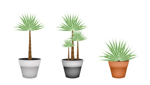 Trois palmiers en pot de fleurs en céramique — Image vectorielle