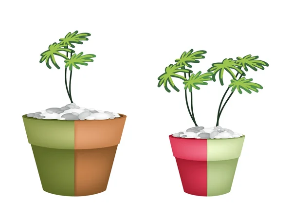 Two Evergreen Plant in Ceramic Pots — Stock Vector