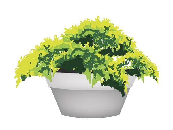 Illustration of Evergreen Plant in Flower Pot — Stock Vector