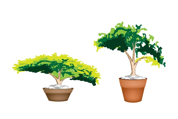 Dois Evergreen planta em vaso de flor de terracota — Vetor de Stock