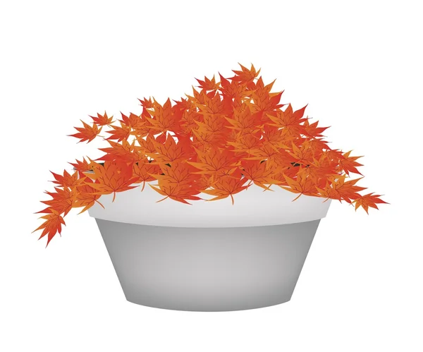 Red Maple Bonsai in A Flower Pot — Stock Vector