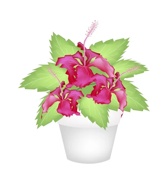 Verse rode Hibiscus in een Pot Terracotta — Stockfoto