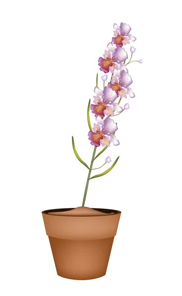 Belle orchidée Vanda dans un pot en terre cuite — Photo