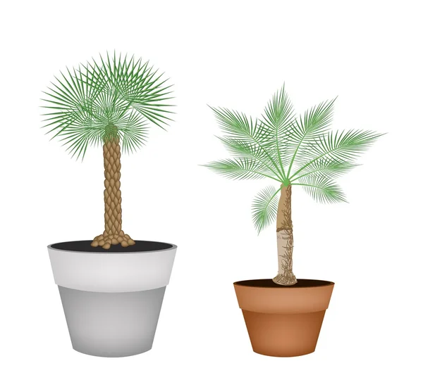 Dos palmeras isométricas en macetas de terracota — Vector de stock