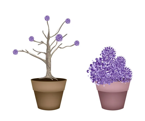 Beautiful Purple Trees in Two Flower Pots — Stock Vector