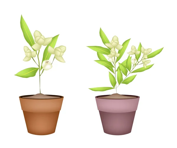 Două Ylang Ylang Flori în Terracotta Vase — Vector de stoc