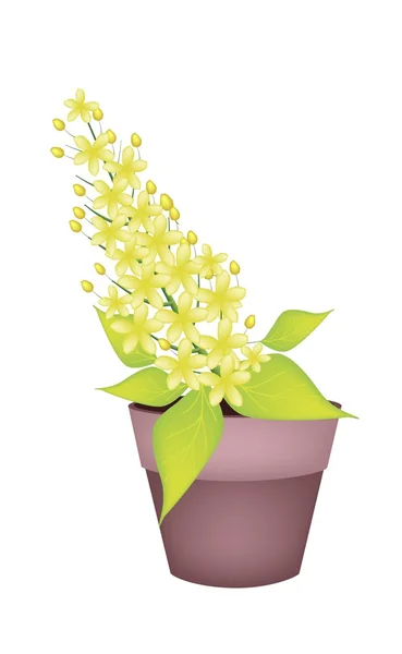 Flor de fístula de Cassia en una olla de cerámica — Vector de stock