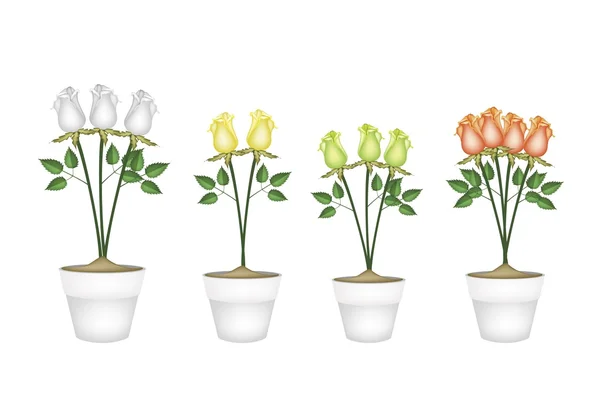 Belles roses en quatre pots de fleurs en céramique — Image vectorielle