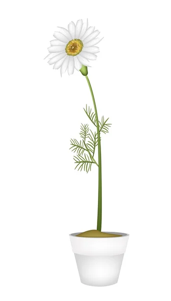 Belle camomille fraîche en pot de fleurs en céramique — Image vectorielle