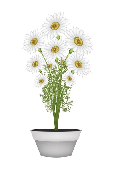 Linda margarida branca em vaso de flores de cerâmica — Vetor de Stock