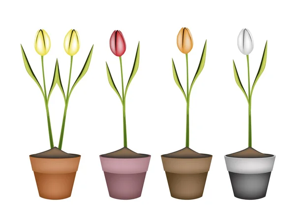 Flores frescas de tulipán en cuatro macetas de cerámica — Vector de stock