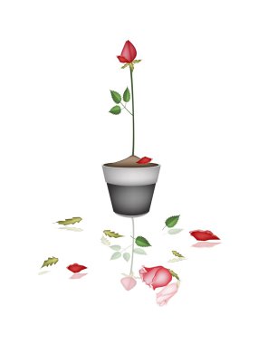 Seramik çiçek tencerede güzel kırmızı gül