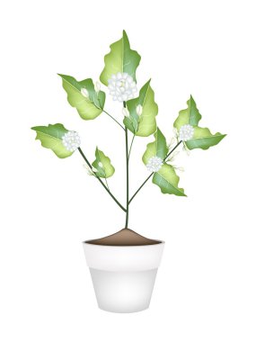 Seramik çiçek tencerede Yasemin çiçeği