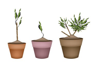 Avize ağacı ve seramik tencere Dracaena bitki