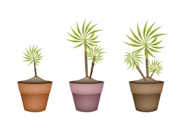 Üç avize ağacı ve seramik tencere Dracaena bitki