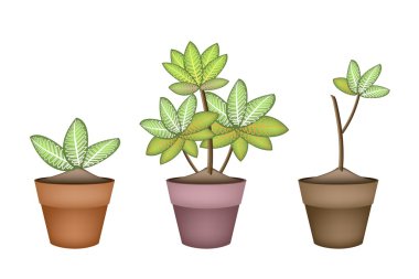 Three Dieffenbachia Picta Marianne Plant in Ceramic Pots clipart
