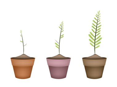 Üç taze yeşil Ferns seramik tencere