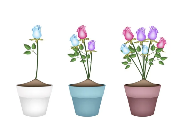 Kolorowe róże w trzech ceramicznych doniczek — Wektor stockowy