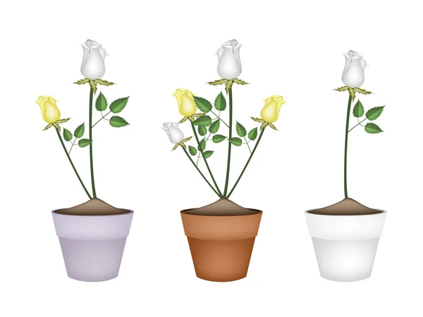 Weiße und gelbe Rosen in Keramikblumentöpfen — Stockvektor