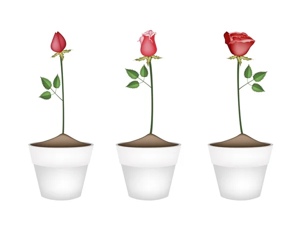 Trois roses rouges en céramique Pots de fleurs — Image vectorielle