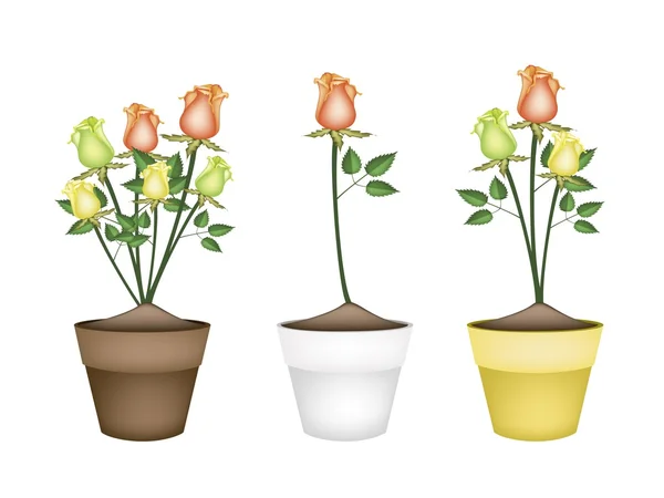 Yellow, Orange and Green Roses in Ceramic Flower Pots — Stock Vector