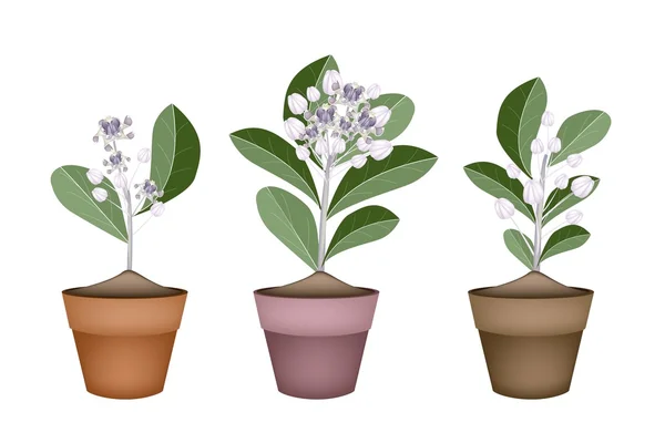 Fresh Calotropis Gigantea in Ceramic Flower Pots — Stock Vector