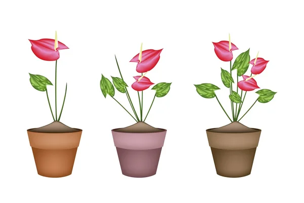 Anthurium Flowers or Flamingo Lily in Ceramic Flower Pots — Stock Vector