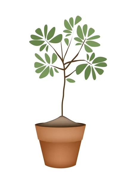 Schöner grüner Baum in Keramikblumentöpfen — Stockvektor