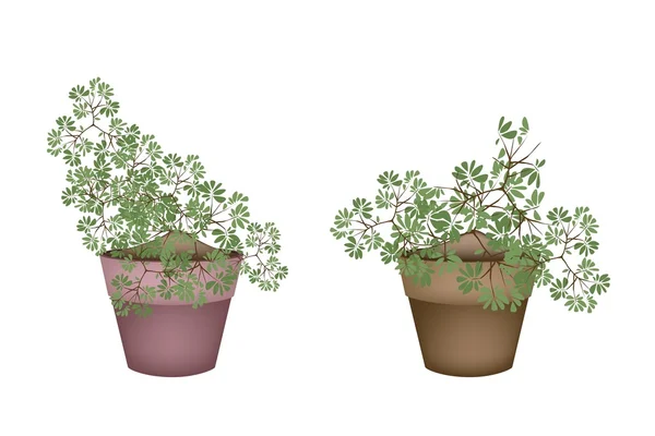 Два зелених дерева і рослини в керамічних квіткових горщиках — стоковий вектор