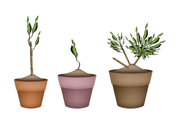 Yucca Tree and Dracaena Plant in Ceramic Pots