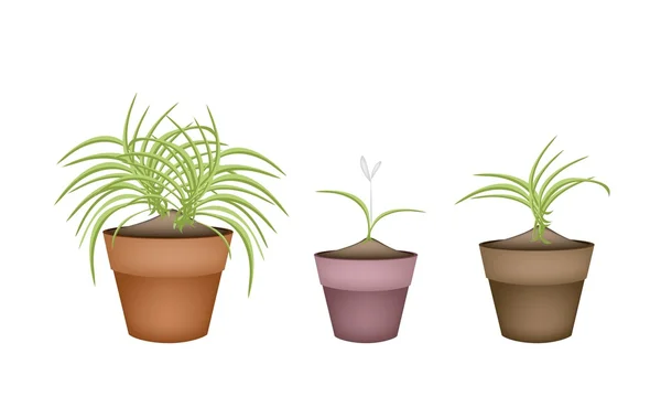 Three Dracaena Plants in Ceramic Flower Pots — Stock Vector