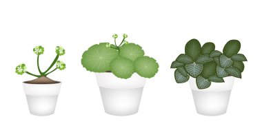 Asya Pennywort ve Ayıpençesigiller seramik tencere