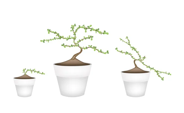 Tres Masam Bonsai en macetas de cerámica — Vector de stock