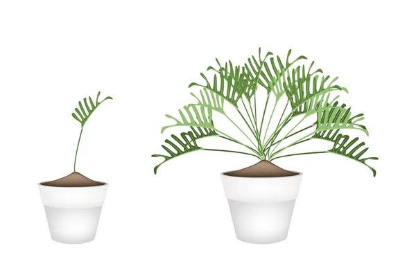 Twho філодендронів рослин у горщики для квітів керамічні — стоковий вектор