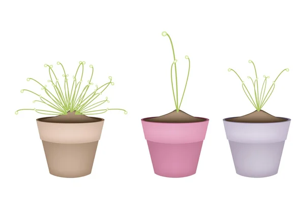 Three Cyperus Papyrus Plant in Ceramic Flower Pots — Stock Vector