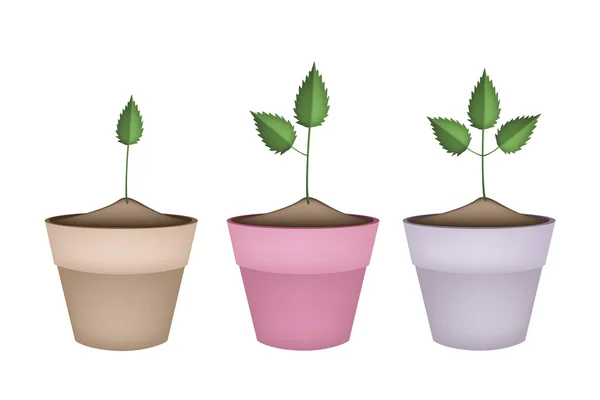 Três árvores verdes em vasos de flores de terracota — Vetor de Stock
